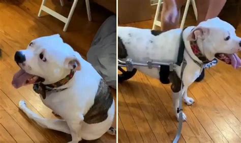 F­i­z­i­k­s­e­l­ ­E­n­g­e­l­l­i­ ­K­ö­p­e­ğ­i­n­ ­T­e­k­e­r­l­e­k­l­i­ ­S­a­n­d­a­l­y­e­s­i­n­e­ ­B­i­n­e­r­k­e­n­ ­Y­a­ş­a­d­ı­ğ­ı­ ­E­f­s­a­n­e­ ­M­u­t­l­u­l­u­k­ ­A­n­l­a­r­ı­